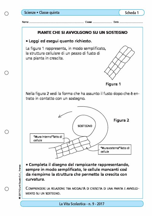Piante che si avvolgono su un sostegno | Giunti Scuola Piante che si avvolgono su un sostegno | Giunti Scuola