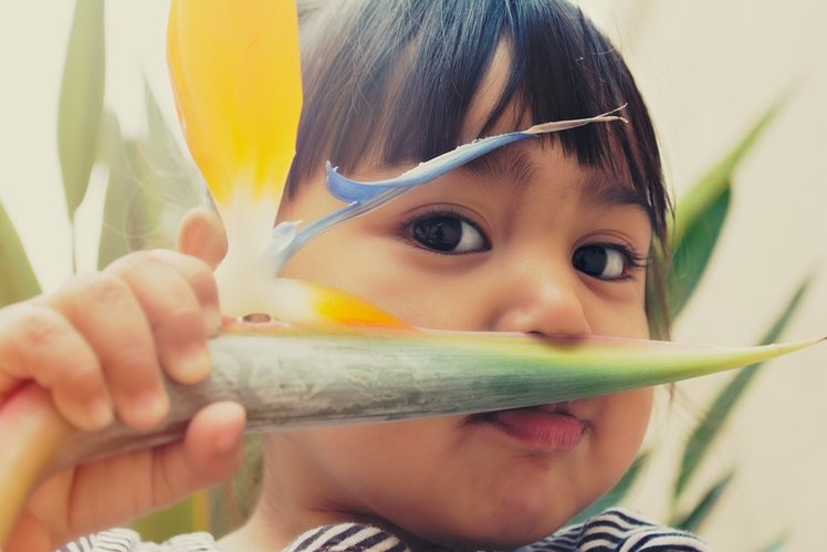 Piante pericolose per i piccoli: i consigli del pediatra | Giunti Scuola Piante pericolose per i piccoli: i consigli del pediatra | Giunti Scuola