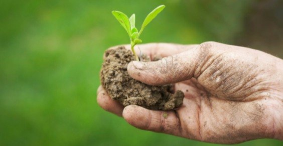 Progetto "Orto-bio" | Giunti Scuola Progetto "Orto-bio" | Giunti Scuola