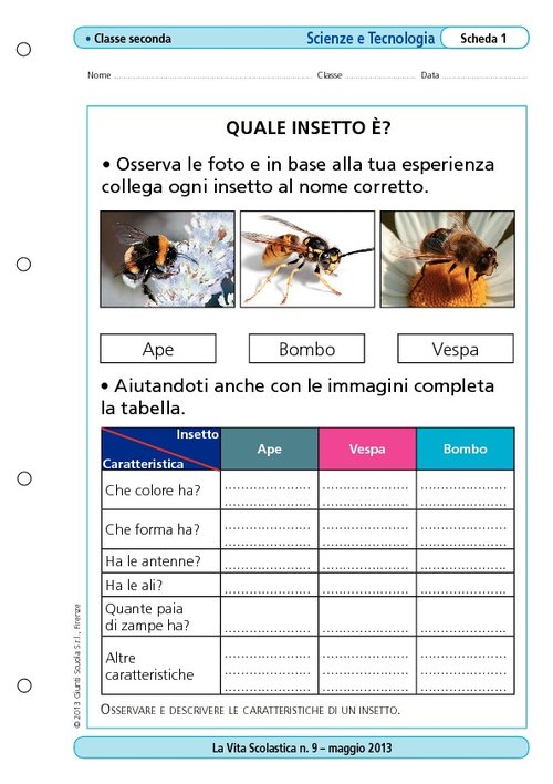 Quale insetto è? | Giunti Scuola Quale insetto è? | Giunti Scuola