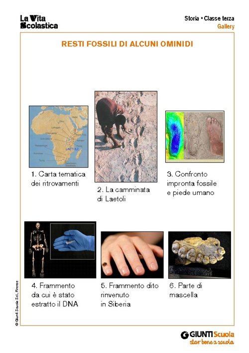 Resti fossili di alcuni ominidi | Giunti Scuola Resti fossili di alcuni ominidi | Giunti Scuola