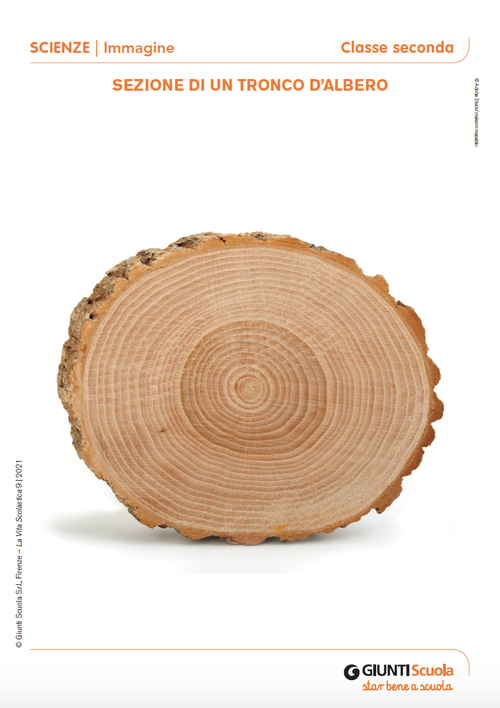 Sezione di un tronco d’albero | Giunti Scuola Sezione di un tronco d’albero | Giunti Scuola