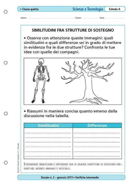 Similitudini fra strutture di sostegno | Giunti Scuola Similitudini fra strutture di sostegno | Giunti Scuola