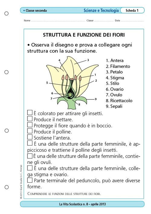 Struttura e funzione dei fiori | Giunti Scuola Struttura e funzione dei fiori | Giunti Scuola