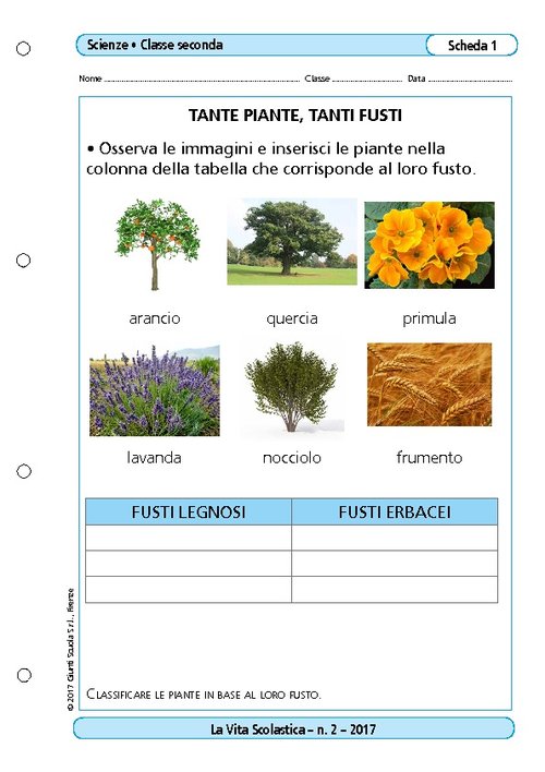 Tante piante, tanti fusti | Giunti Scuola Tante piante, tanti fusti | Giunti Scuola
