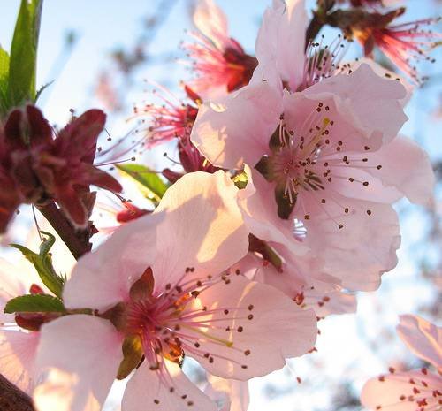 Tempo di Pasqua, conigli e fiori nuovi | Giunti Scuola