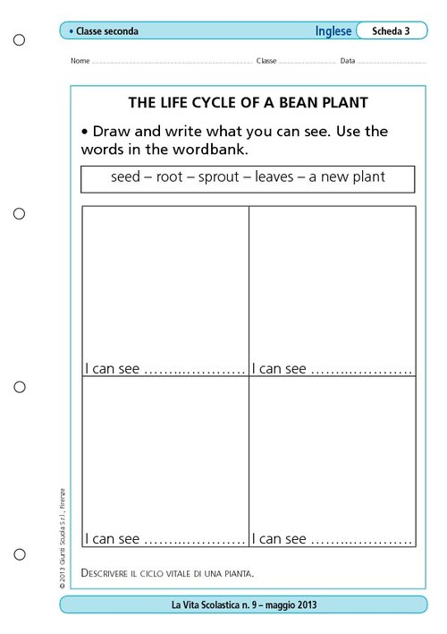 The life cycle of a bean plant | Giunti Scuola