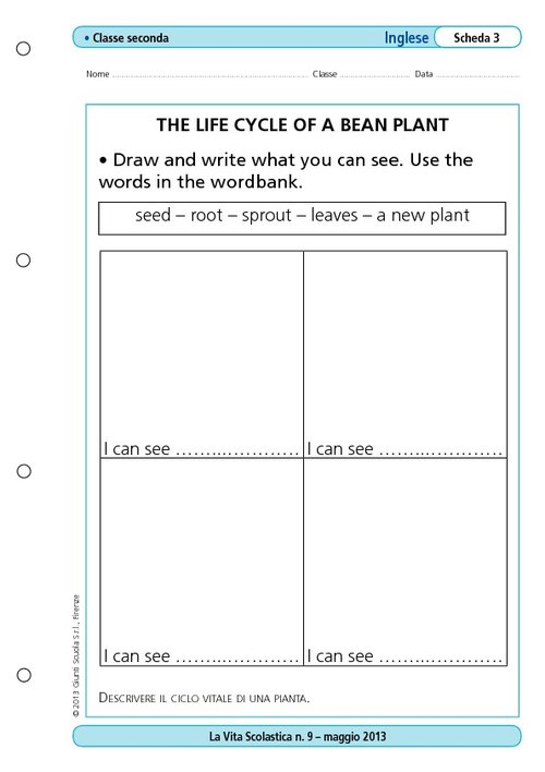 The life cycle of a bean plant | Giunti Scuola The life cycle of a bean plant | Giunti Scuola