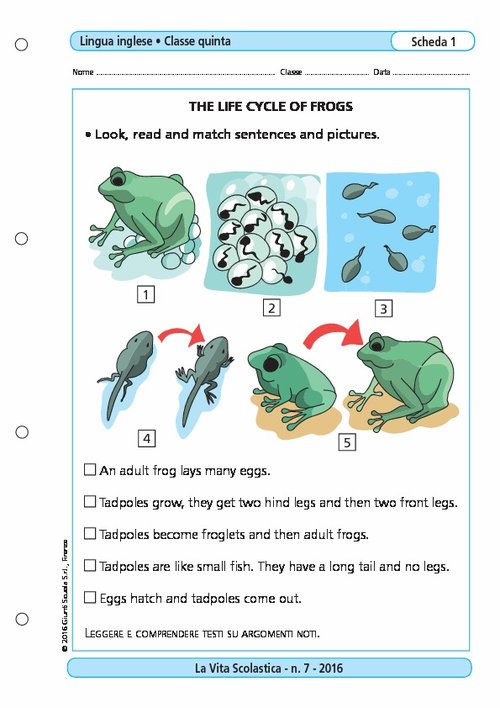 The life cycle of frogs | Giunti Scuola