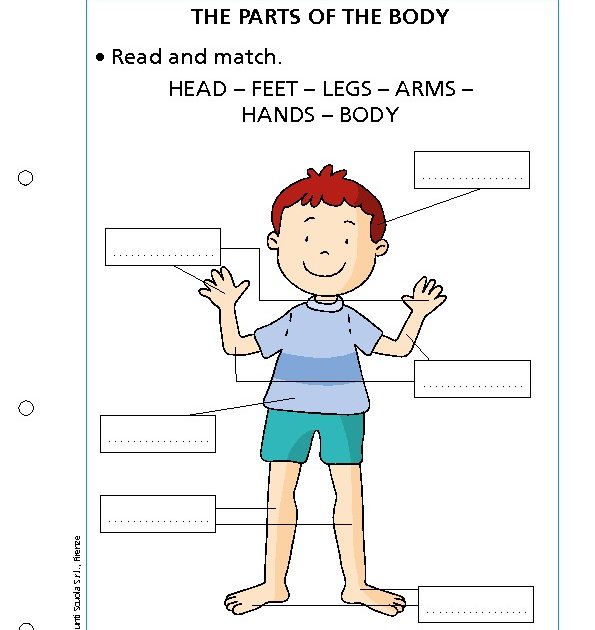 The parts of the body Giunti Scuola