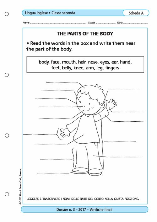 The parts of the body | Giunti Scuola The parts of the body | Giunti Scuola