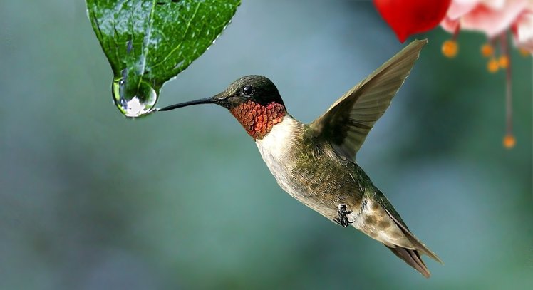 Tutti colibrì per una scuola “in cammino” | Giunti Scuola