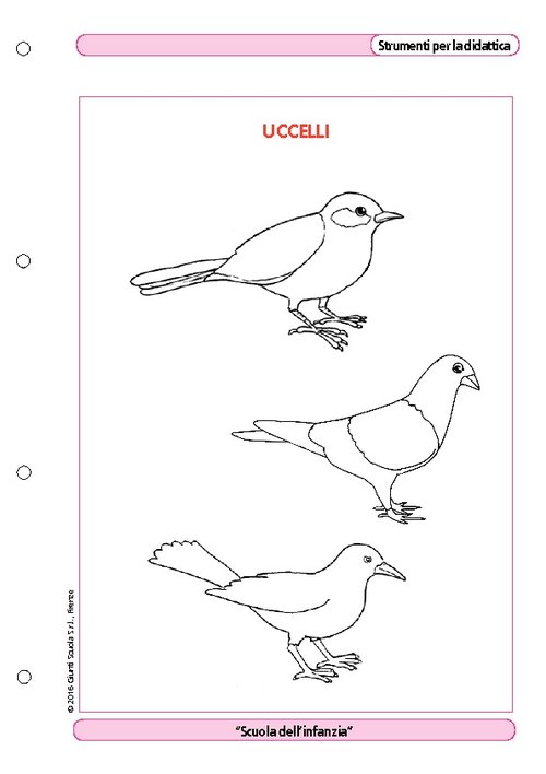 Uccelli | Giunti Scuola Uccelli | Giunti Scuola