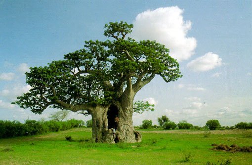 Un viaggio con BAOBAB | Giunti Scuola