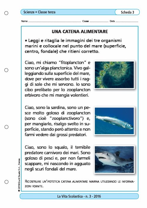 Una catena alimentare | Giunti Scuola Una catena alimentare | Giunti Scuola