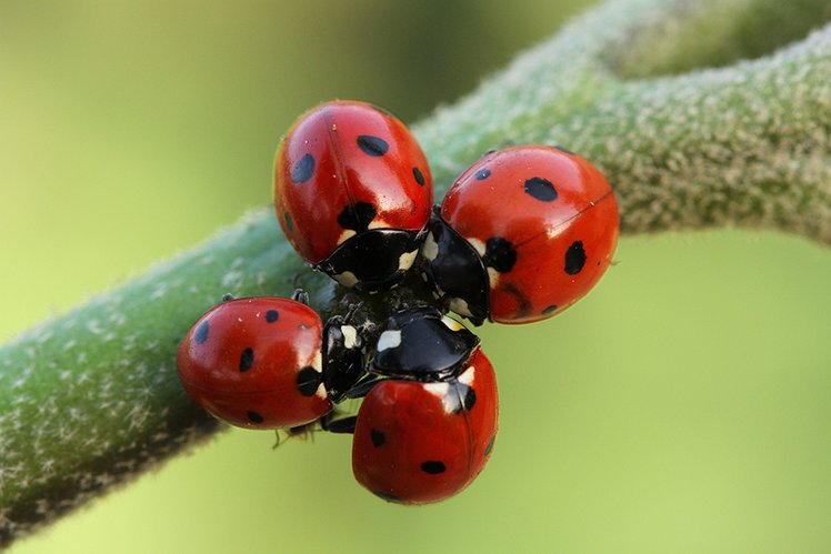 Una coccinella per amica | Giunti Scuola