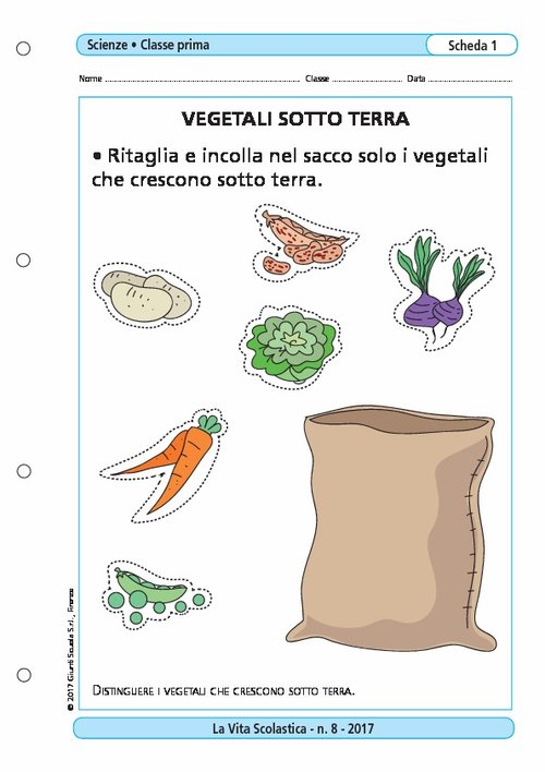Vegetali sotto terra | Giunti Scuola Vegetali sotto terra | Giunti Scuola